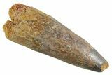 Bargain, Fossil Spinosaurus Tooth - Feeding Worn Tip #347153-1